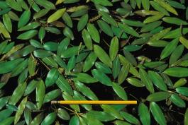 Photo of American pondweed leaves floating on water surface