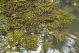 Photo of coontail aquatic plant colony just under water surface