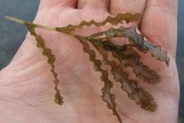 Photo of curled pondweed closeup of leaves in a person's hand