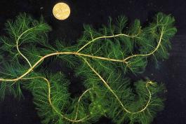Photo of Eurasian milfoil plants with a penny for scale