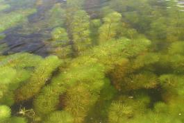 Photo of several two-leaf water milfoil plants under the water surface