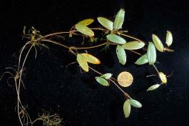 Photo of variable-leaf pondweed with penny for scale