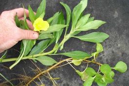Photo of water primrose plant showing typical roots, leaves, stems, and a flower