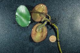 Photo of water shield plant out of water showing leaves and jelly-coated stems