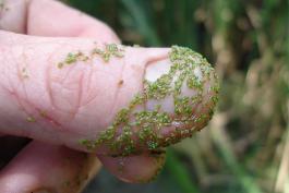 Photo of many watermeal plants adhering to a person's thumb