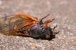 Photo of a dead periodical cicada on a sidewalk.