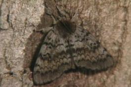 brown-gray moth on a tree