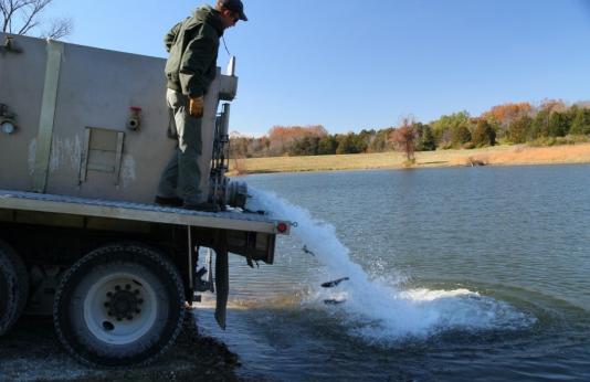 Stocking rainbow trout in a St. Louis area lake