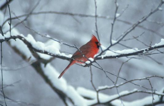 Cardinal on branch in winter