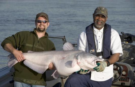 Anglers hold large blue catfish