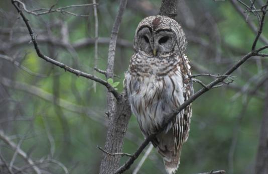 Barred owl perched on tree branch