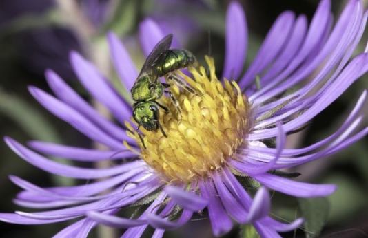 Green sweat bee on New England aster