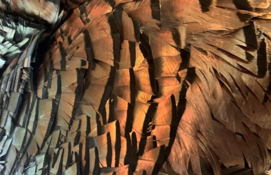 Wild turkey feathers