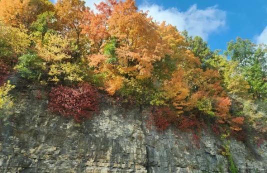 Fall color on a bluff along the Mississippi River