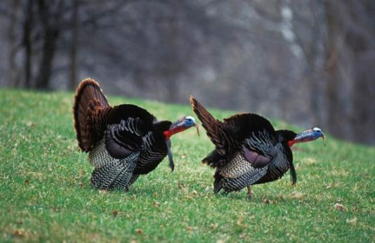 Two male turkeys strutting