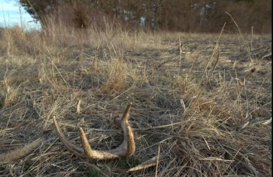 Shed antlers in field
