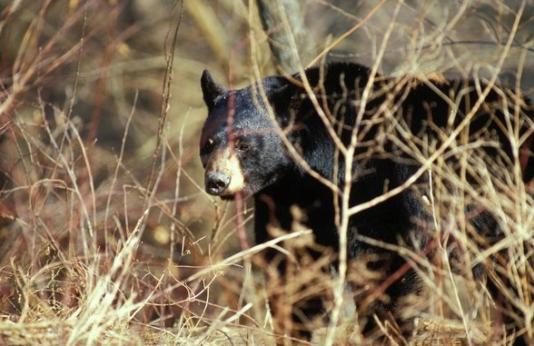 Black bear in brush