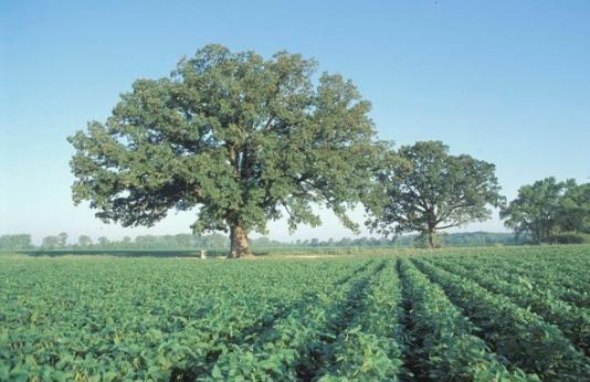 Oak trees near row crops