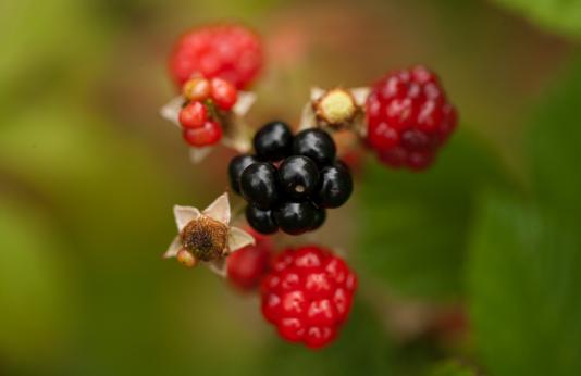 wild blackberries