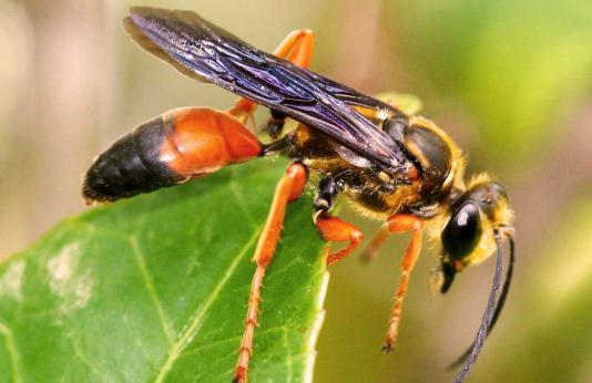 Image of a great golden digger wasp.