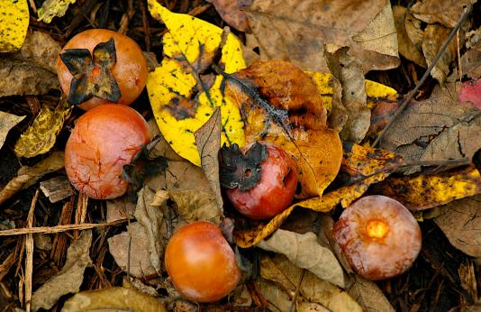 Persimmons ripening in fall leaf litter