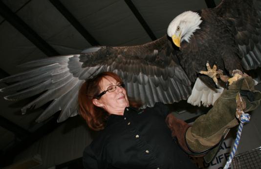 A woman wearing a heavy leather glove holds a bald eagle with its wings outstretched.