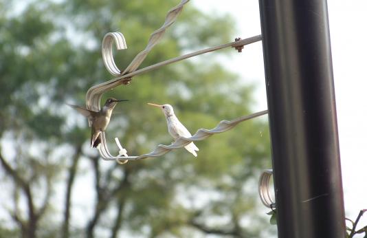 Normal and Albino Ruby-Throated Hummingbirds 