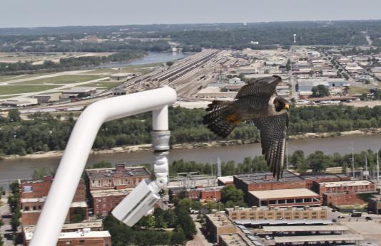 Kansas City Falcon Webcam