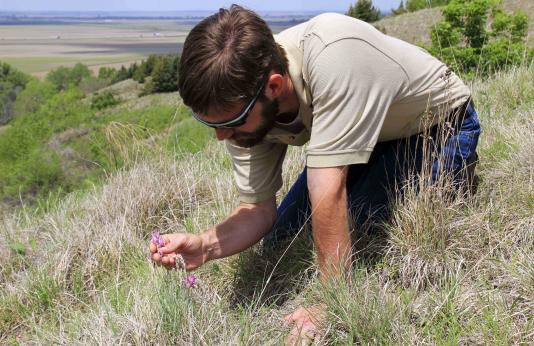 Steve Bubeck examines lavender blooms of locoweed