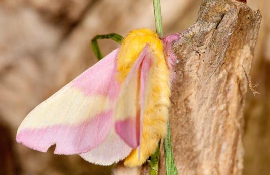 image of a Rosy Maple Moth
