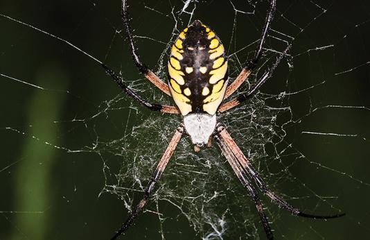 Closeup of yellow garden spider on web