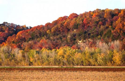 Fall color display from a previous year along the Missouri River near Hartsburg 