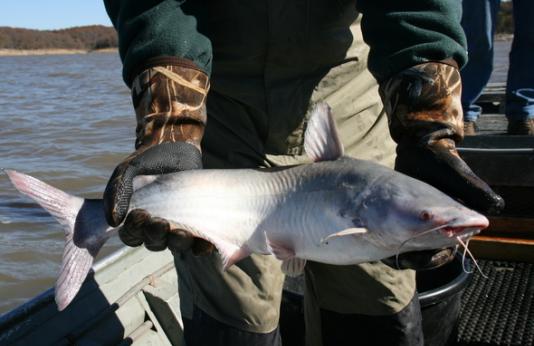 Blue catfish are among the catfish often caught by anglers using alternative methods such as jug lines or trot lines. 