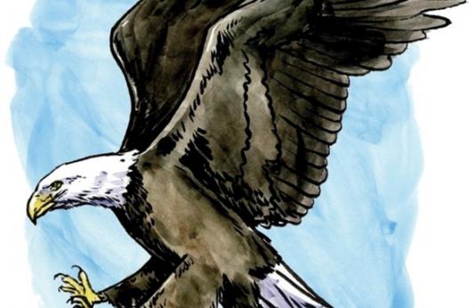 Bald eagle illustration
