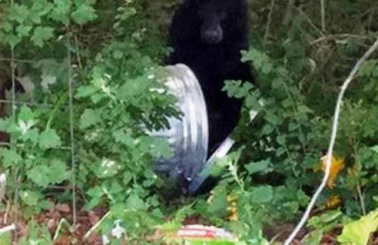 Black Bear in Garbage Can