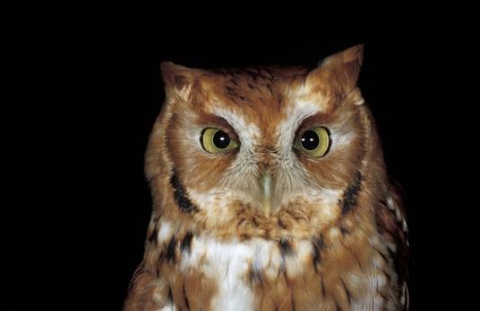 Live owl presentations will be offered at 4:30, 5:30 and 6:30 p.m. during the Cape Girardeau Conservation Nature Center's Fall Festival, Saturday, Oct. 22.