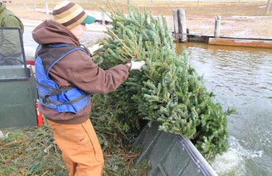 MDC employee recycling Christmas trees.