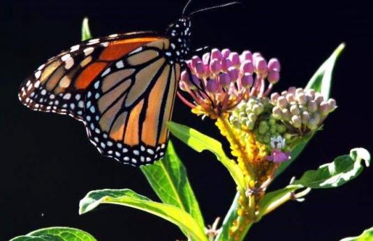 Monarch Butterfly on MIlkweed