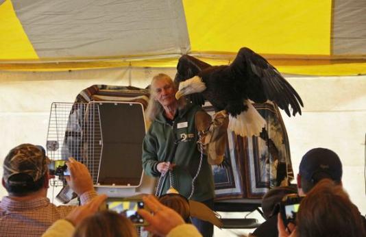 Staff from Dickerson Park Zoo holds an eagle with its wings spread in front of an audience. 