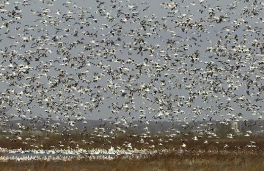 Flock of snow geese in flight at Otter Slough Conservation Area