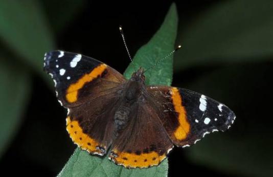  Red Admiral Butterfly