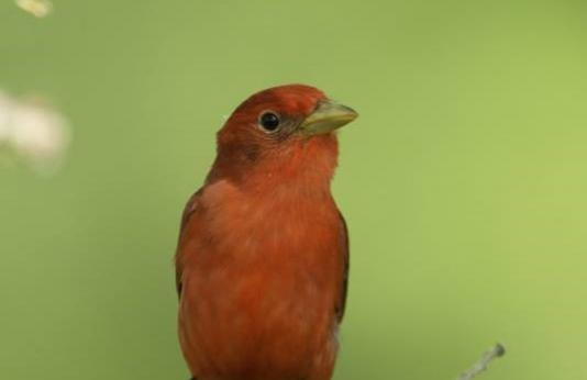 Male summer tanager on tree branch