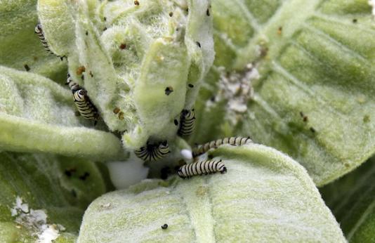 Caterpillars from migrating monarch butterflys. 