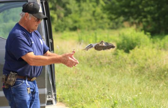 MDC staff releasing a mourning dove.