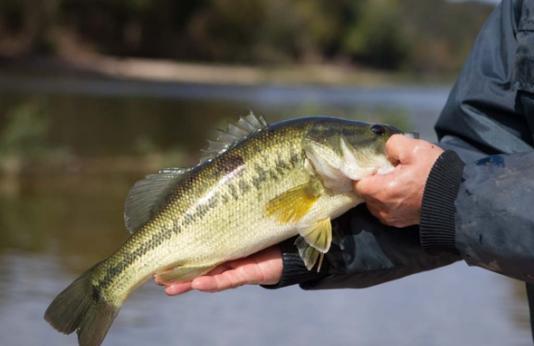Angler showing off his bass