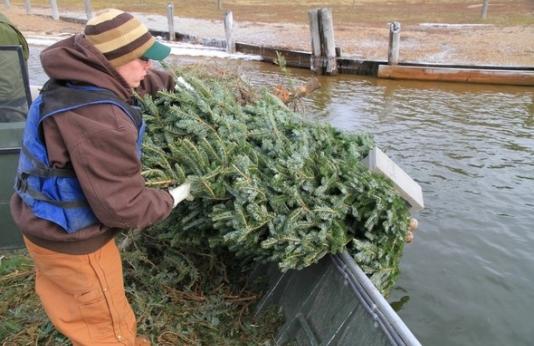 Recycling Christmas trees can help the environment and anglers