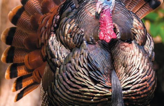 Spring Turkey Regulations Booklet