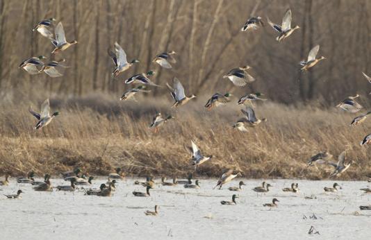 Ducks floating on and flying over a wetland