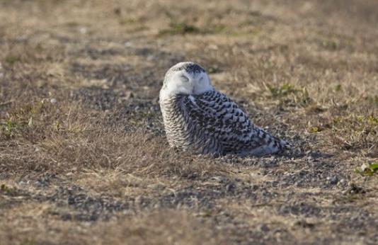 Snow owl laying on ground.