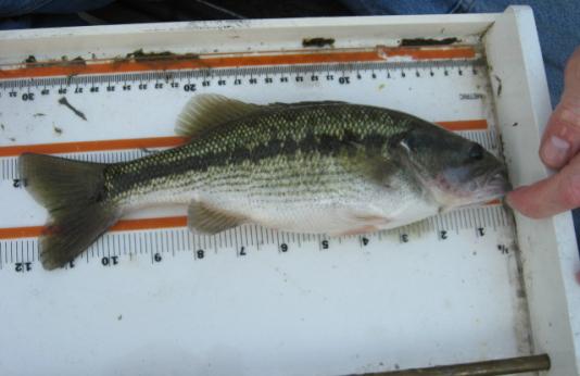 Spotted bass on measuring tray